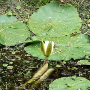 Ogrody tematyczne Hortulus w Dobrzycy